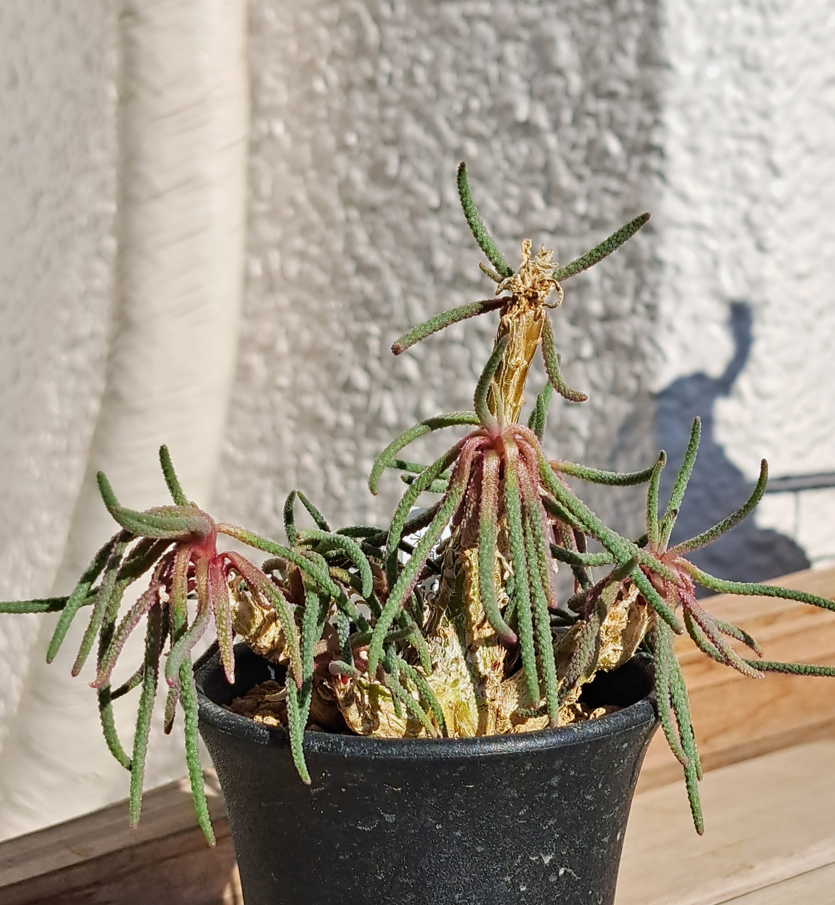 フィロボルス・ラビエイ | デルオの多肉日記 - 楽天ブログ