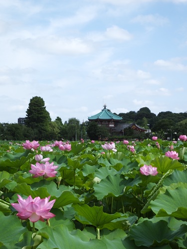 上野不忍池にて