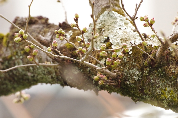 桜のつぼみ