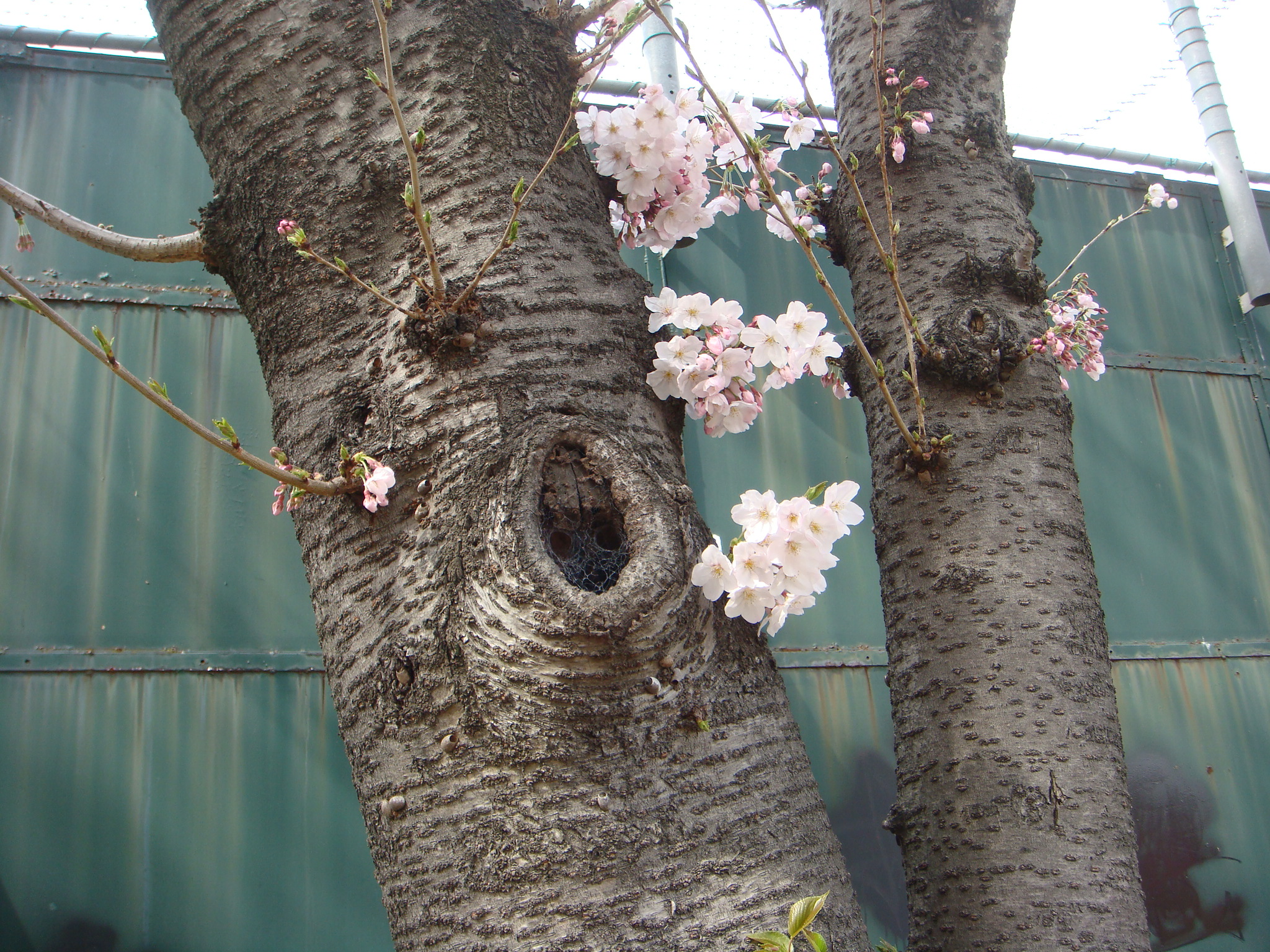 DSC00870.JPG<br />
