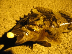 4月8日釣り ガシラ？