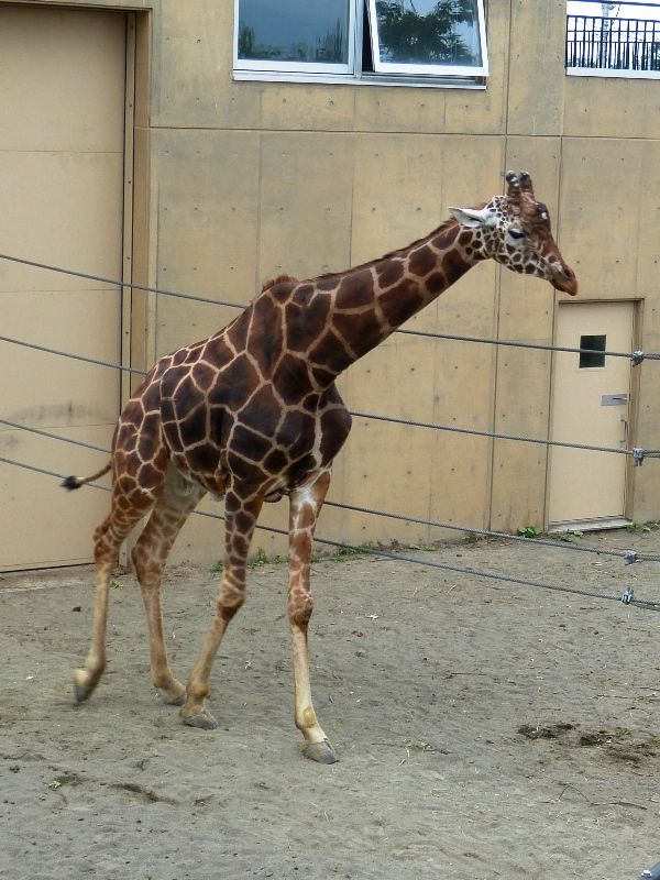 旭山動物園