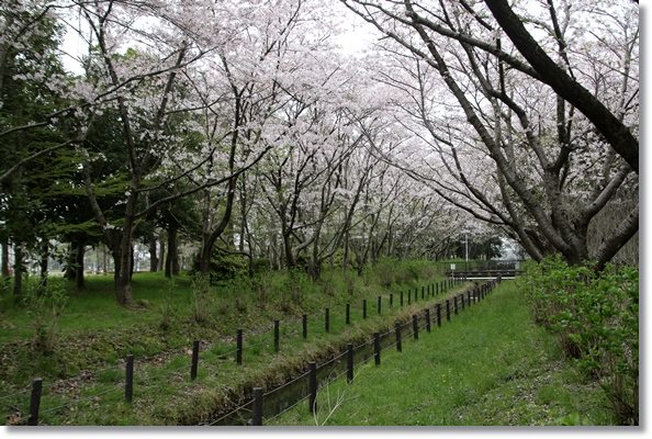 北部公園-4 16.4.10