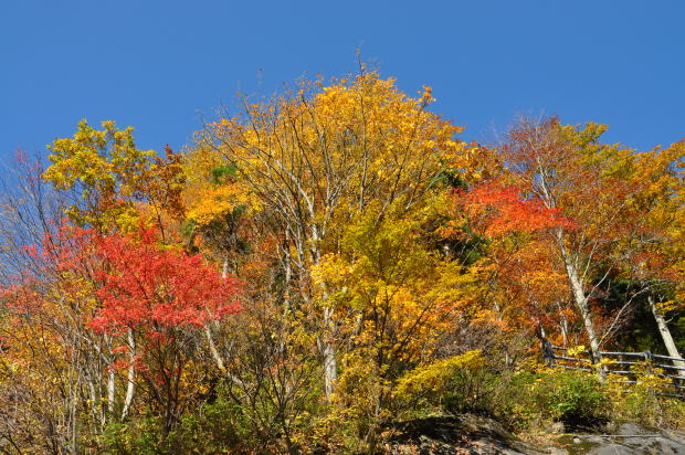 称名滝　紅葉