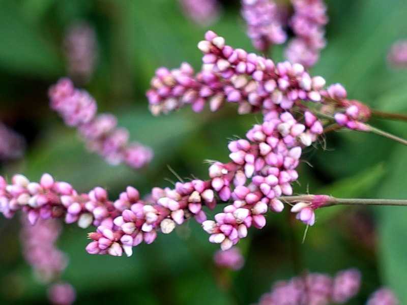 4ページ目の 今咲いている花 Gazengamaのブログ 散歩中に出合った花と趣味の陶芸作品 楽天ブログ