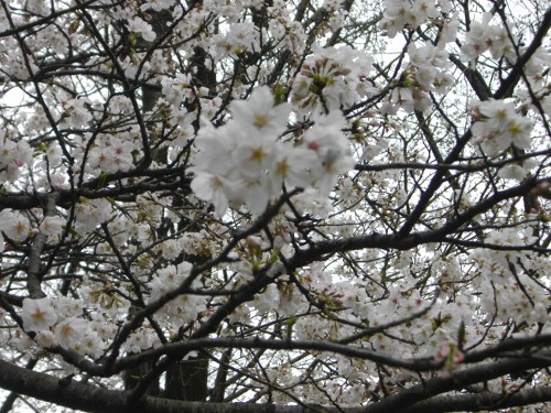 里見公園 (3) (500x375).jpg