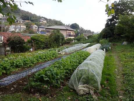 ブロッコリー収穫時期 葉山野菜栽培記 11月上旬 暇人主婦の家庭菜園 楽天ブログ