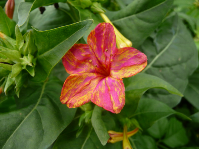 295 白粉花