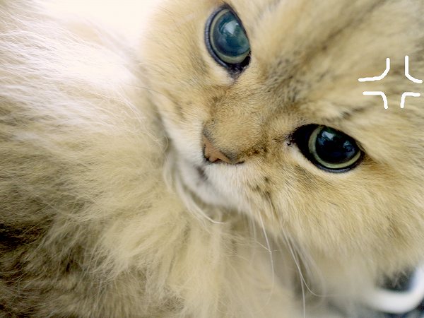 茶色猫