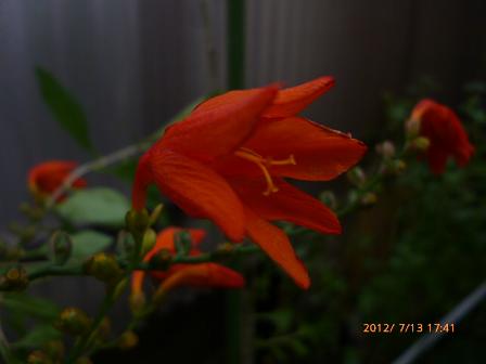 ひめひおうぎずいせん