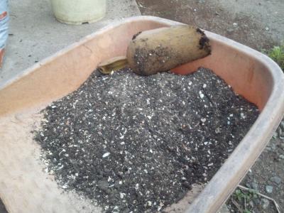ガゼボにバラが咲く 栄蔵のたまご 楽天ブログ