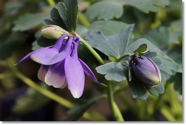 実家の庭-6 オダマキ-2 16.4.25