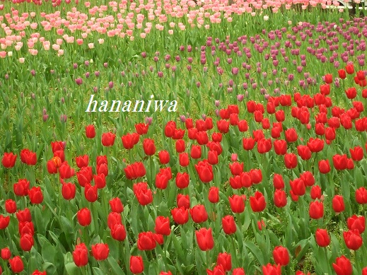 2012_0414トレッサ用寄せ植えとクレマチスの講座とカ0011.JPG