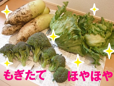 救済お野菜☆レタス2大根3ブロッコリー5