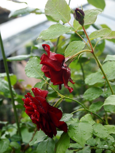 8.18 (2).JPG