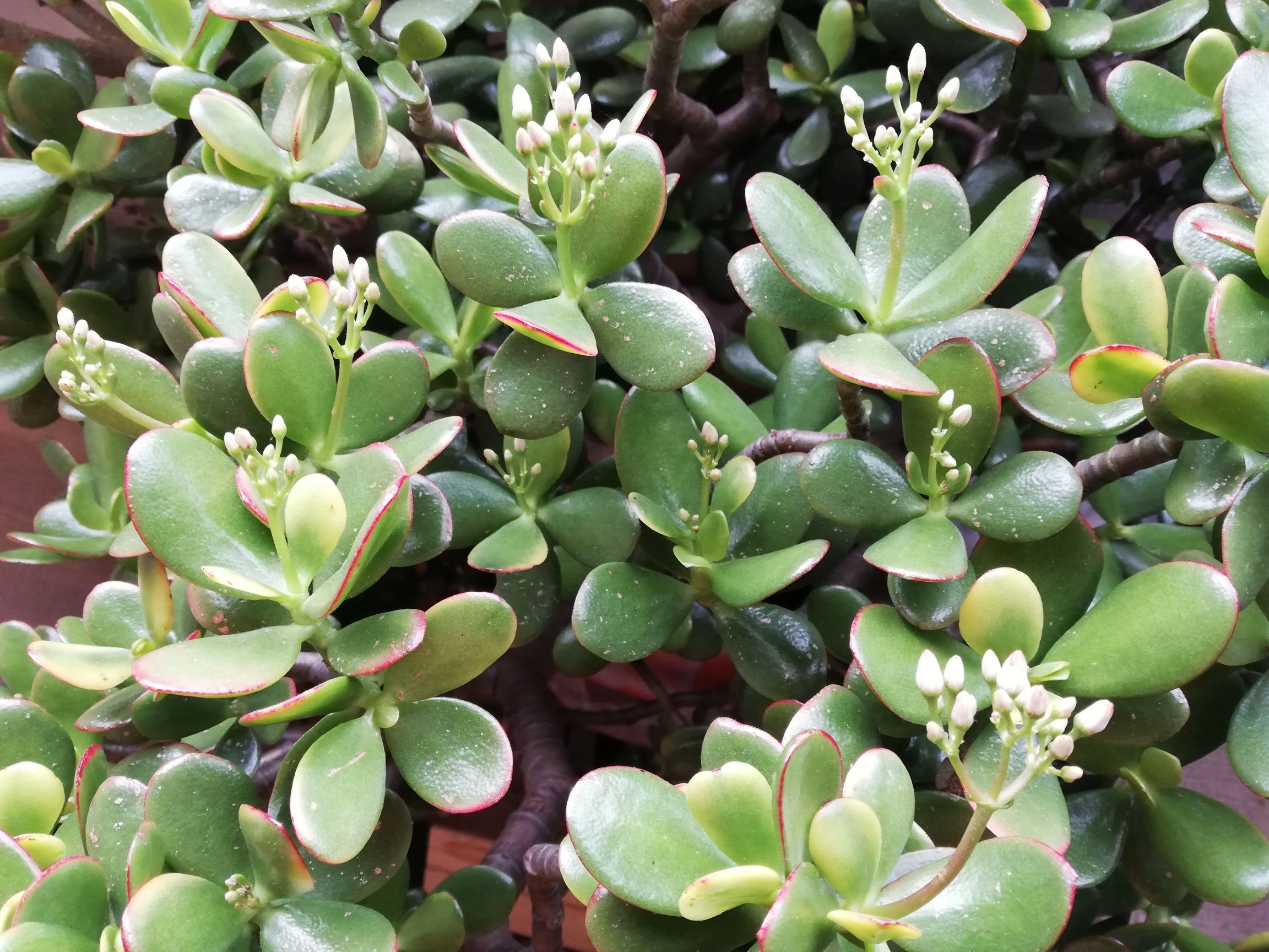 植物 暮らしをちょっと快適に 楽天ブログ