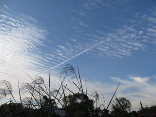 石神井公園すすきと飛行機雲.JPG