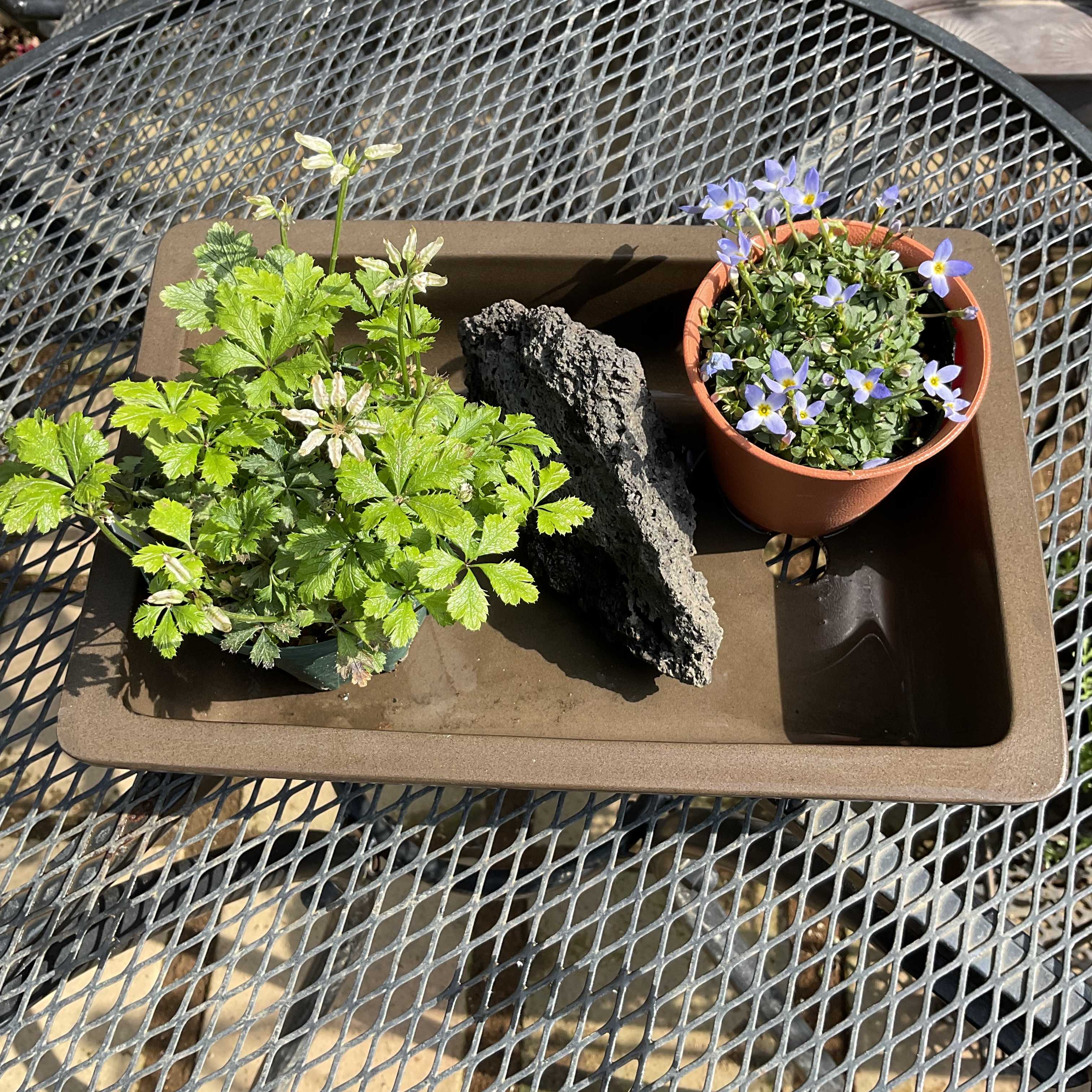 バイカオウレン❋ヒナソウを植え替え山野草の楽しみな季節です | 花