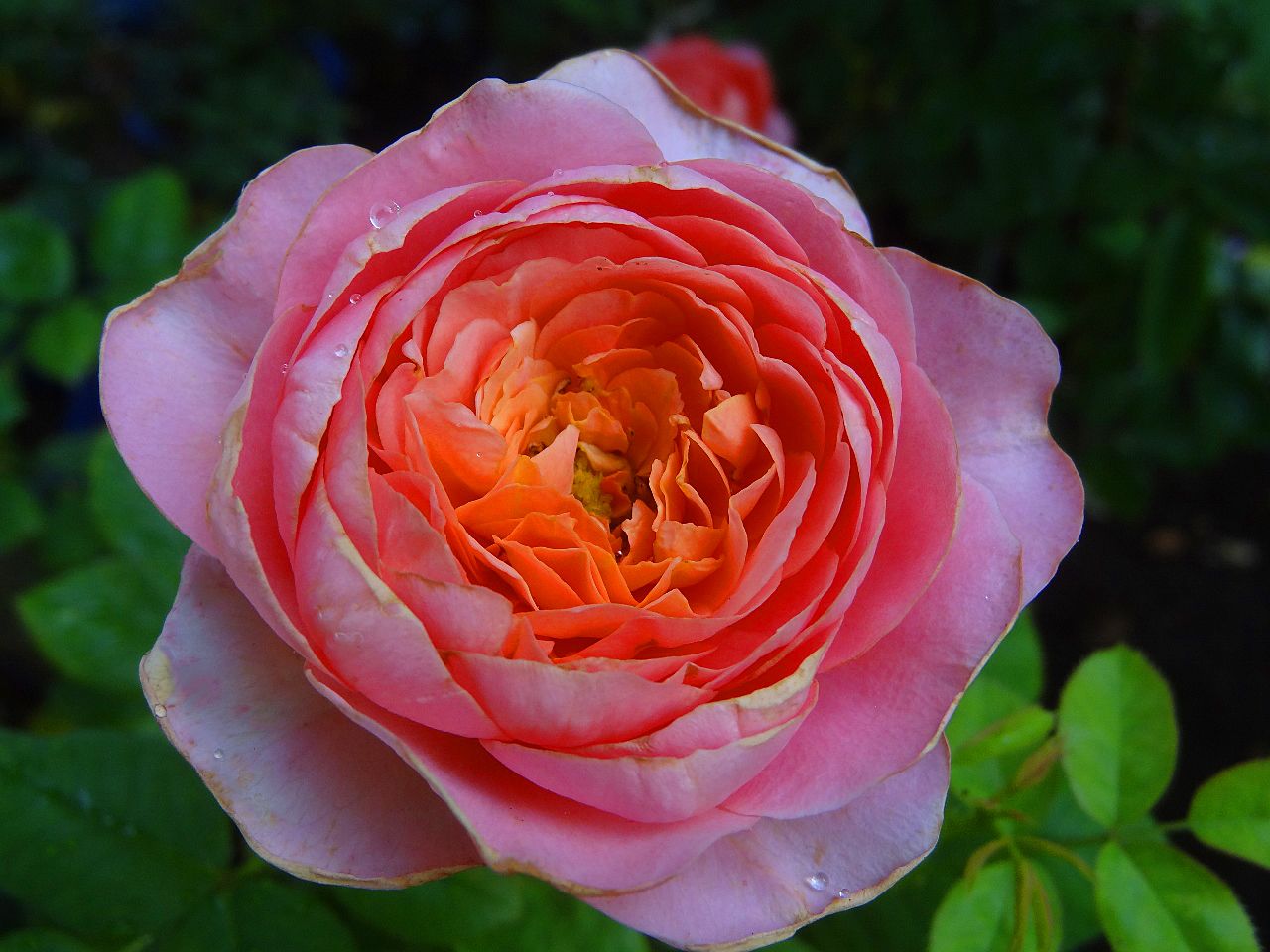 半日陰で咲くアマンディーン シャネル 紫色がのったポンパドゥール バラの美と香りを求めて 楽天ブログ