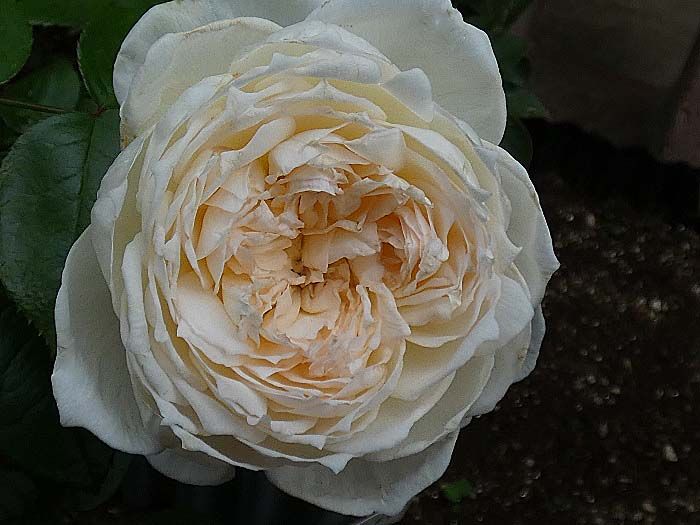 ピンクサクリーナを日陰に移動して防光 ピエール ドゥ ロンサールの再生 バラの美と香りを求めて 楽天ブログ