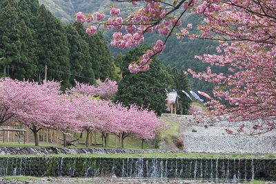 yaezakura_1.jpg