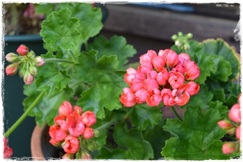 2012年7月 009.jpg