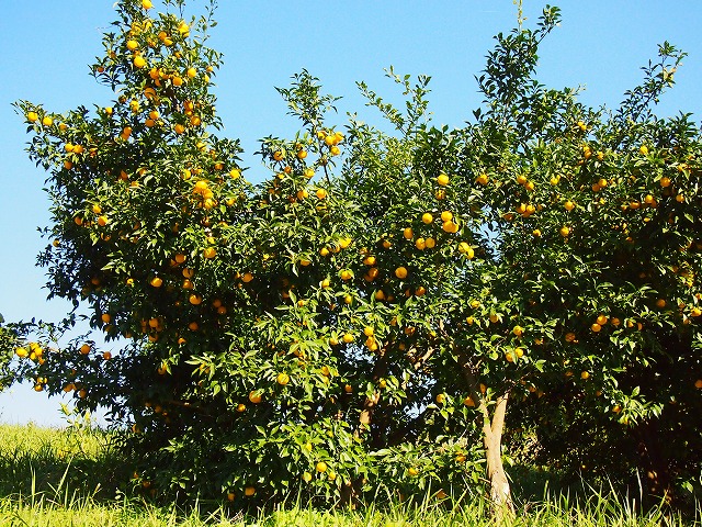 s-p2998.jpg