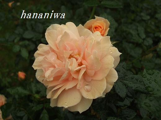 2012_1028トレッサ用寄せ植えとクレマチスの講座とカ0017.JPG