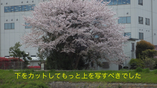 春の雰囲気3.jpg