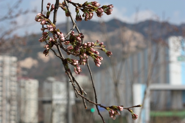 20140330 sakura 11.jpg