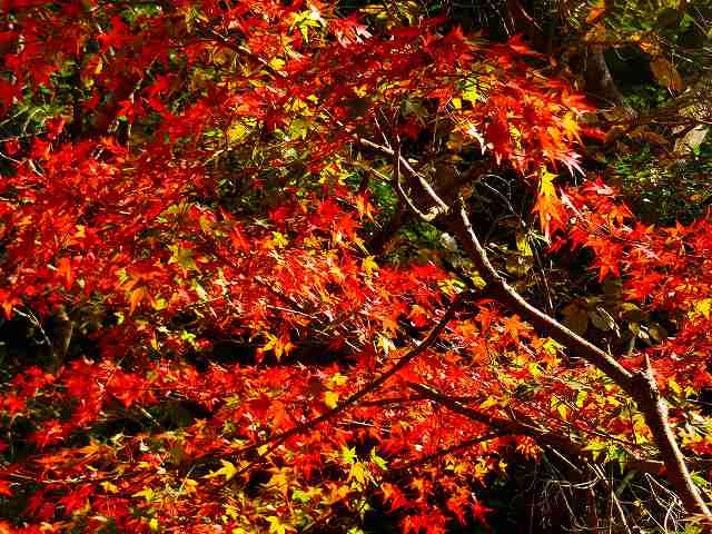 ユニトピアささやまの紅葉 6 ぶらっと撮影三昧 楽天ブログ