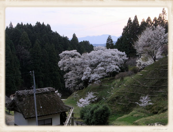 佛隆寺の千年桜咲く