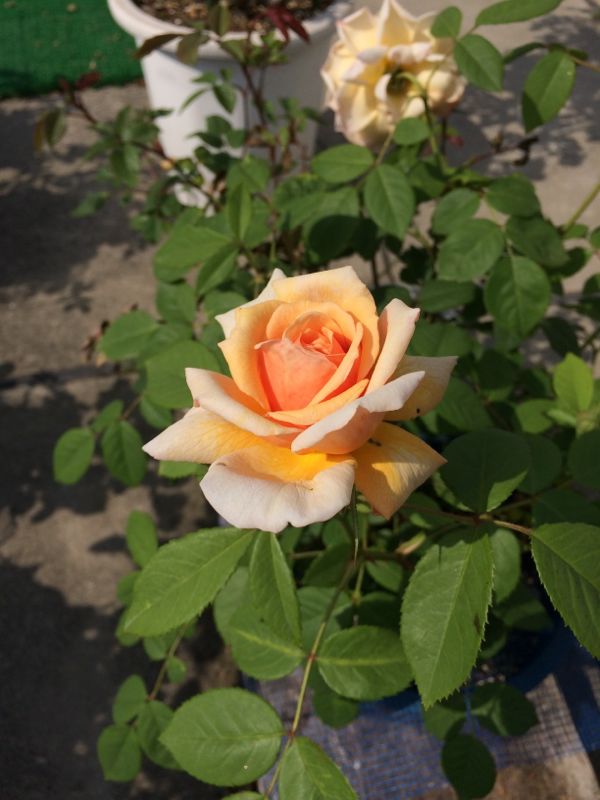 rblog-20140509112127-01.jpg
