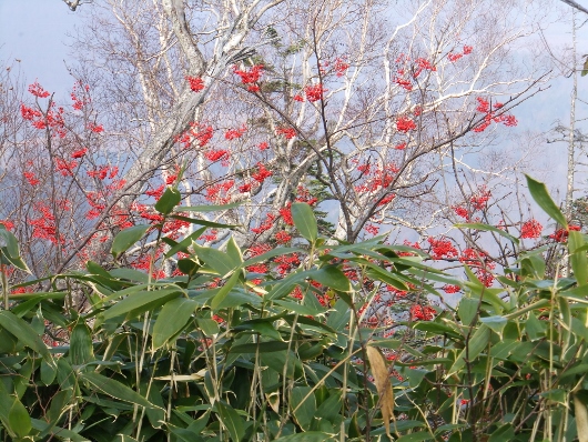 DSCF2771 (530x398).jpg