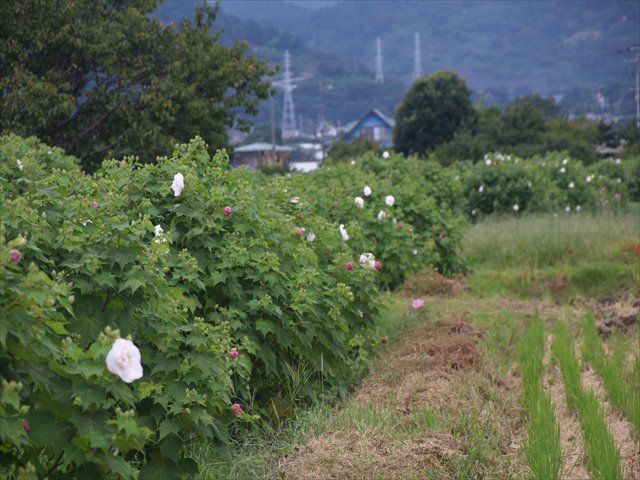 南足柄市千津島の酔芙蓉 スイフヨウ 農道 おじん０５２３のヒロ散歩 楽天ブログ