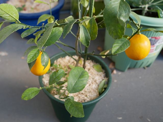 ベランダ菜園 レモン Verandism べらんでぃずむ ベランダ菜園とか 楽天ブログ