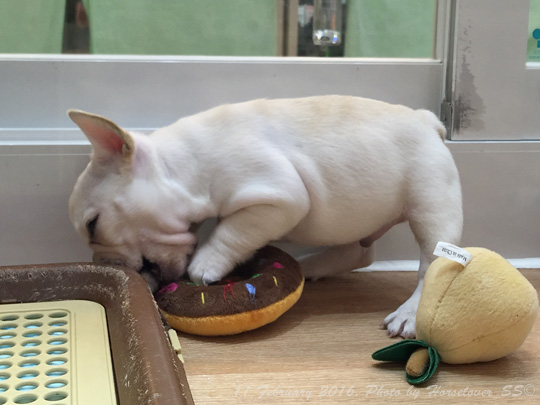 20160211FrenchBulldog