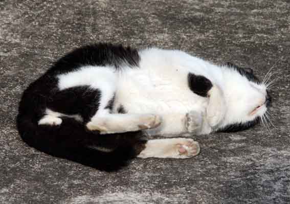 我が家のニャンコ♪2013/1/22-2