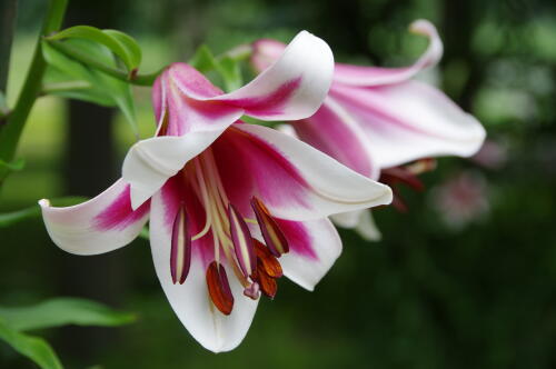 昭和記念公園のゆりの花