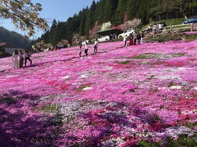 國田家の芝桜 郡上市 どらちゃん お出かけですよ 犬と旅行記 楽天ブログ