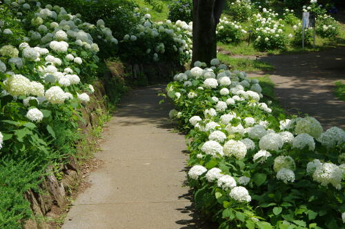 昭和記念公園の紫陽花