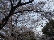 2015年公園の桜