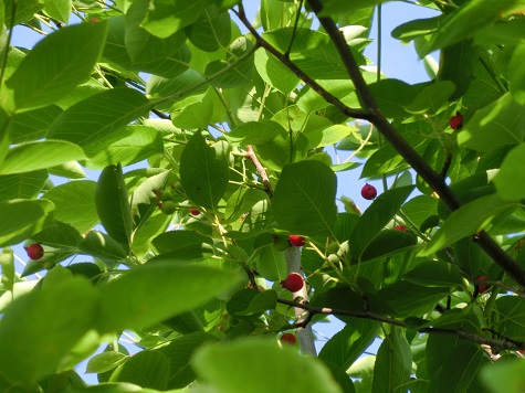 ジューンベリー