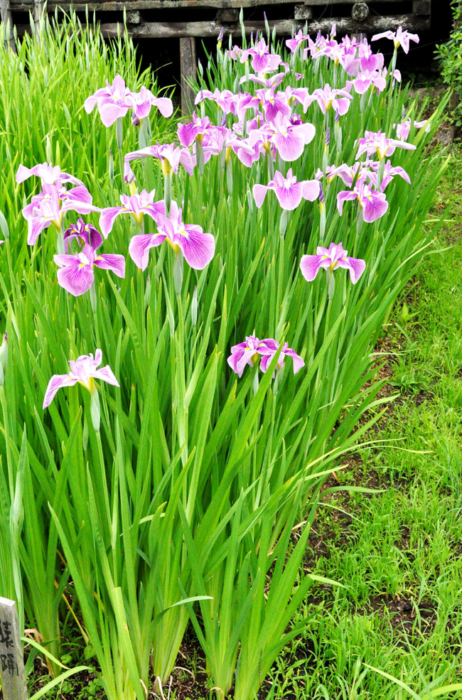 花５