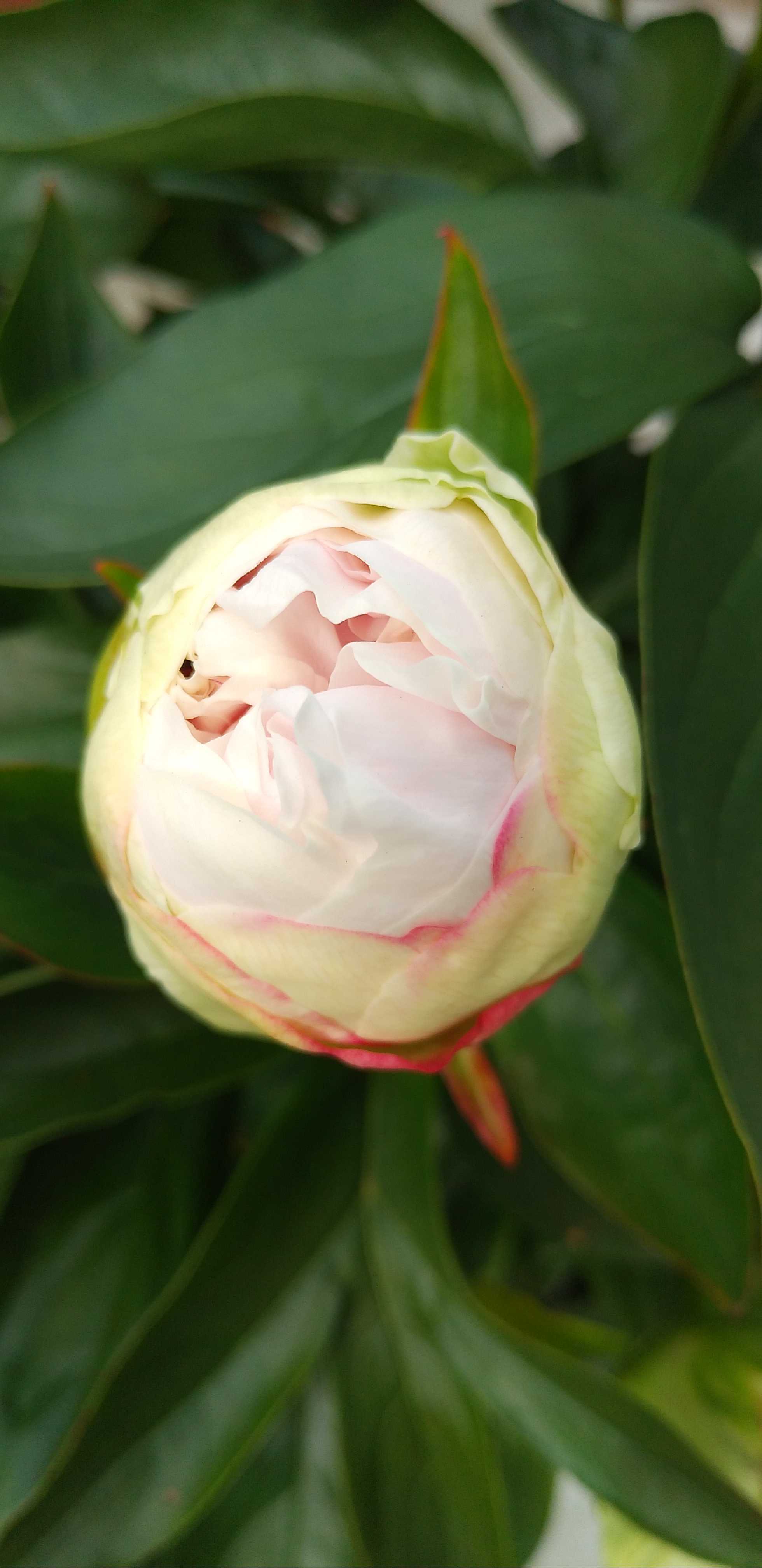 芍薬 かぐや姫が咲きそう 東京のど真ん中でバラ生活 楽天ブログ