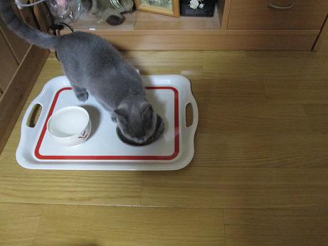 そしていつものようにがつがつたべてます.JPG