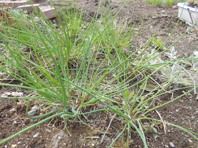 DSCN0298 (640x480) (2).jpg