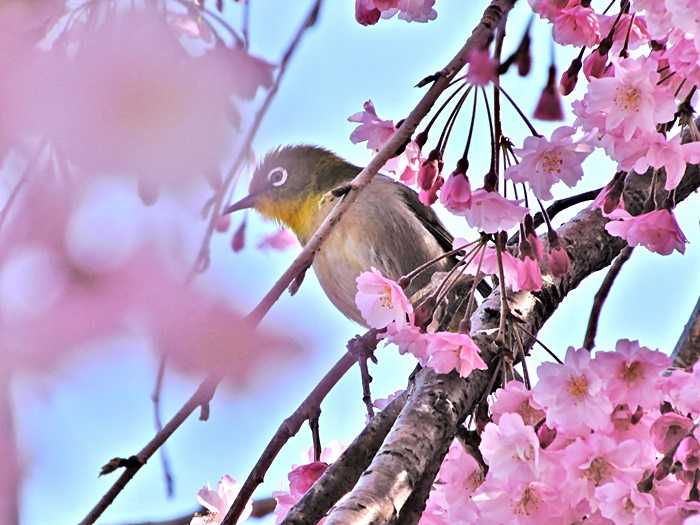 メジロと枝垂れ桜