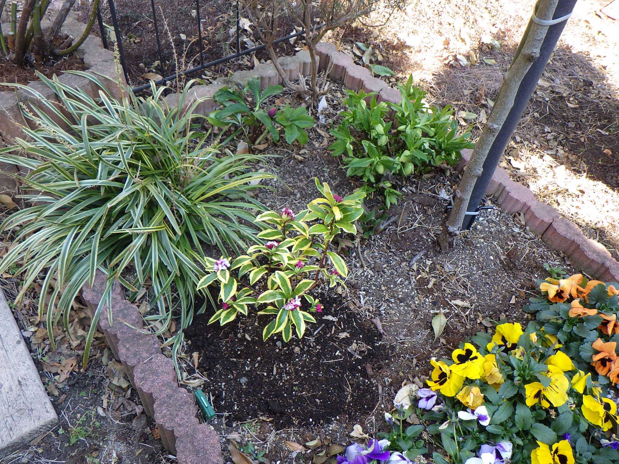 購入した苗を植えました♪ | バラを咲かせることが好き。 - 楽天 購入した苗を植えました♪ | バラを咲かせることが好き。 - 楽天