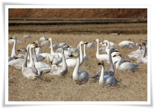 才田・ハクチョウ-12 14.12.23
